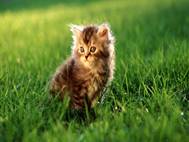 Baby cats wallpaper 30