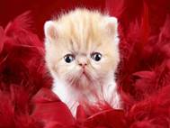 Baby cats wallpaper 31