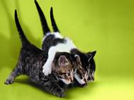 Baby cats wallpaper 4