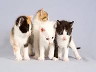 Baby cats wallpaper 5