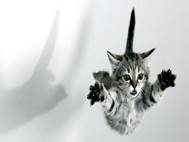 Baby cats wallpaper 6