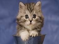 Baby cats wallpaper 7