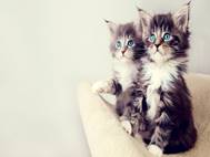 Baby cats wallpaper 8
