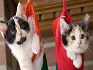 Baby cats wallpaper 9