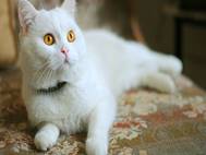White cats wallpaper 1