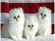 White cats wallpaper 10