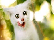 White cats wallpaper 12