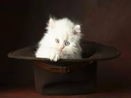 White cats wallpaper 13