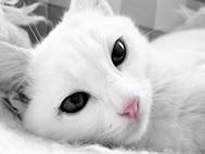 White cats wallpaper 14