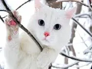 White cats wallpaper 15