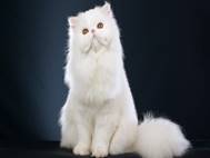 White cats wallpaper 16