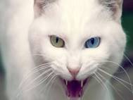 White cats wallpaper 2