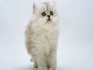 White cats wallpaper 3