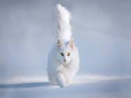 White cats wallpaper 5