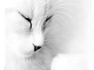 White cats wallpaper 6