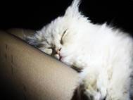 White cats wallpaper 7