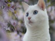 White cats wallpaper 8