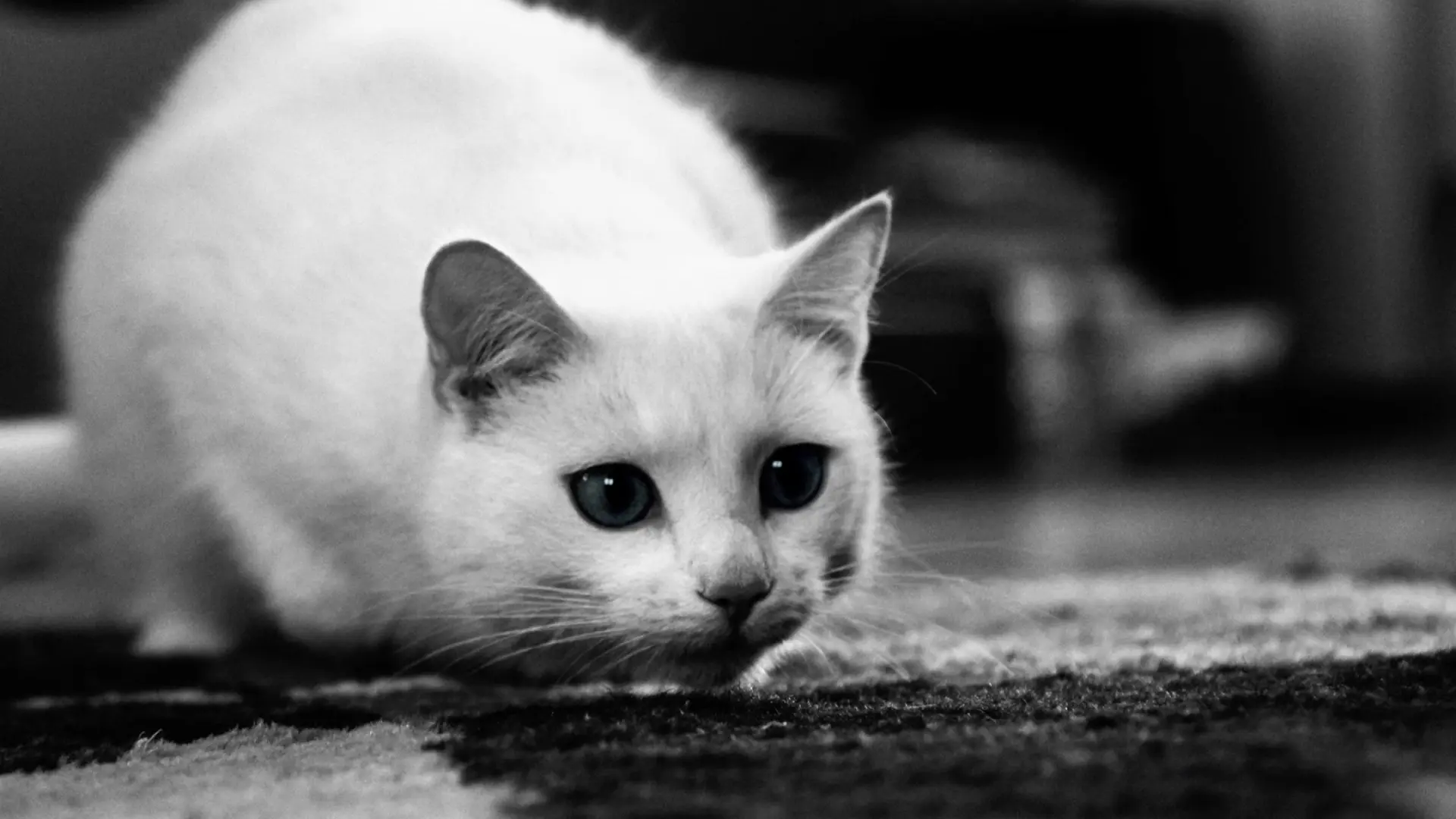 White cats wallpaper 11