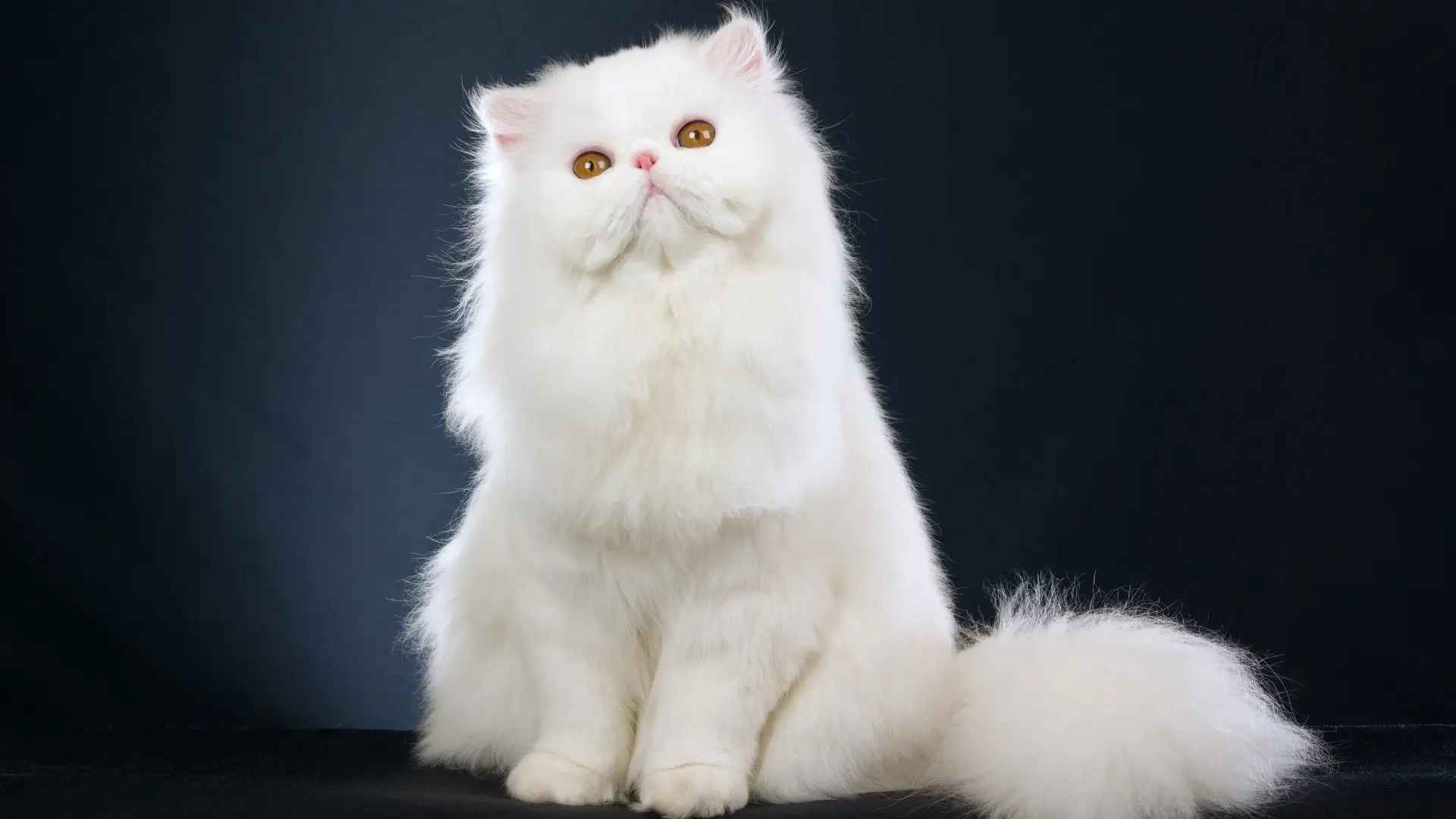 White cats wallpaper 16