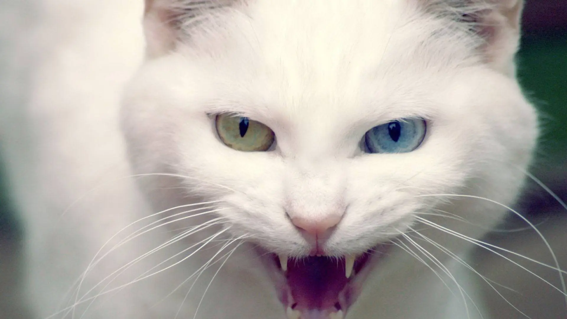 White cats wallpaper 2