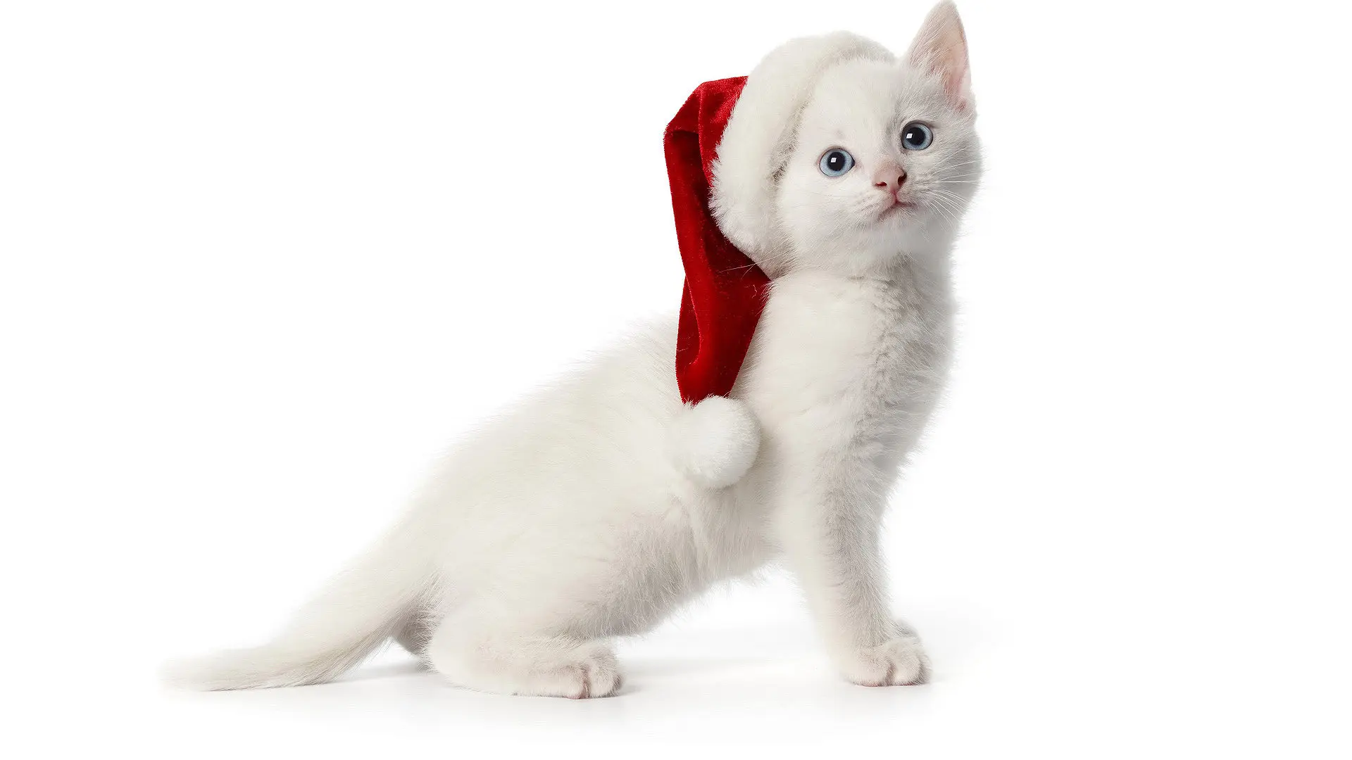 White cats wallpaper 4
