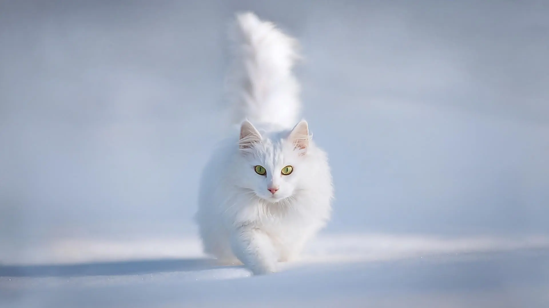 White cats wallpaper 5