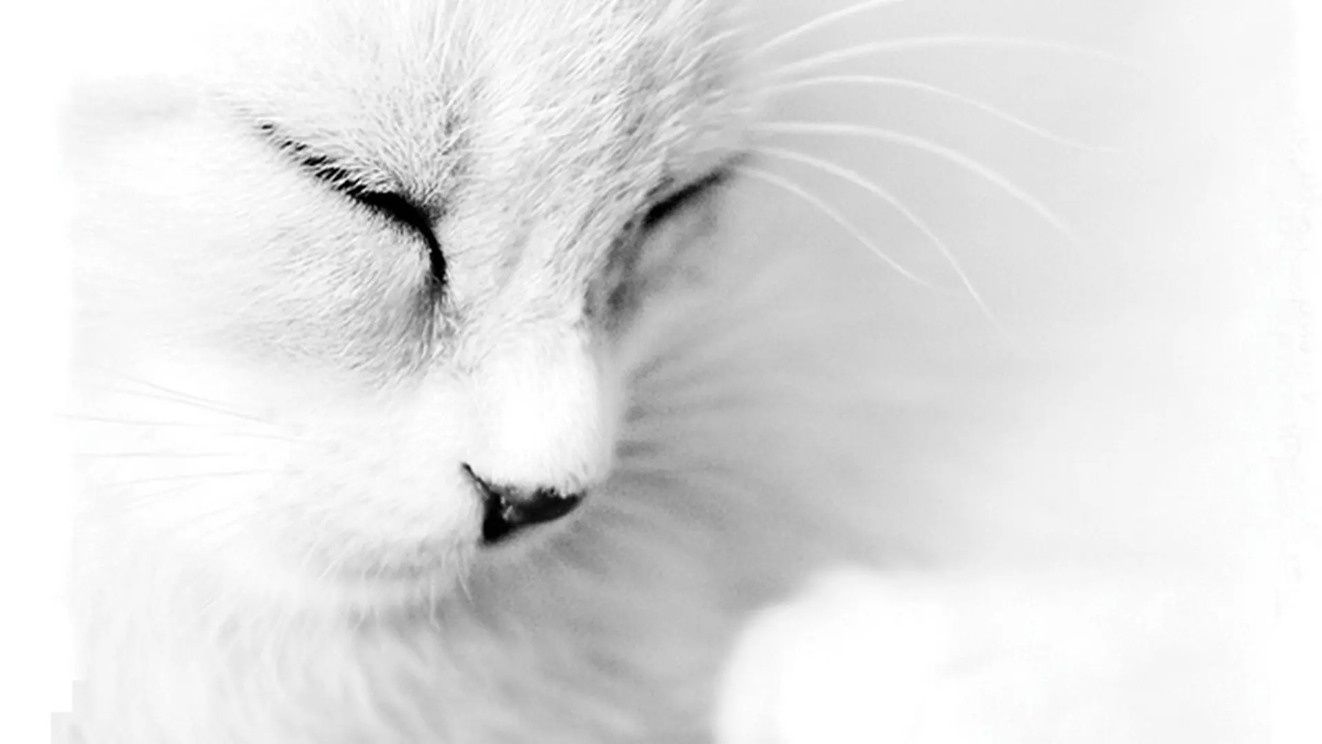 White cats wallpaper 6