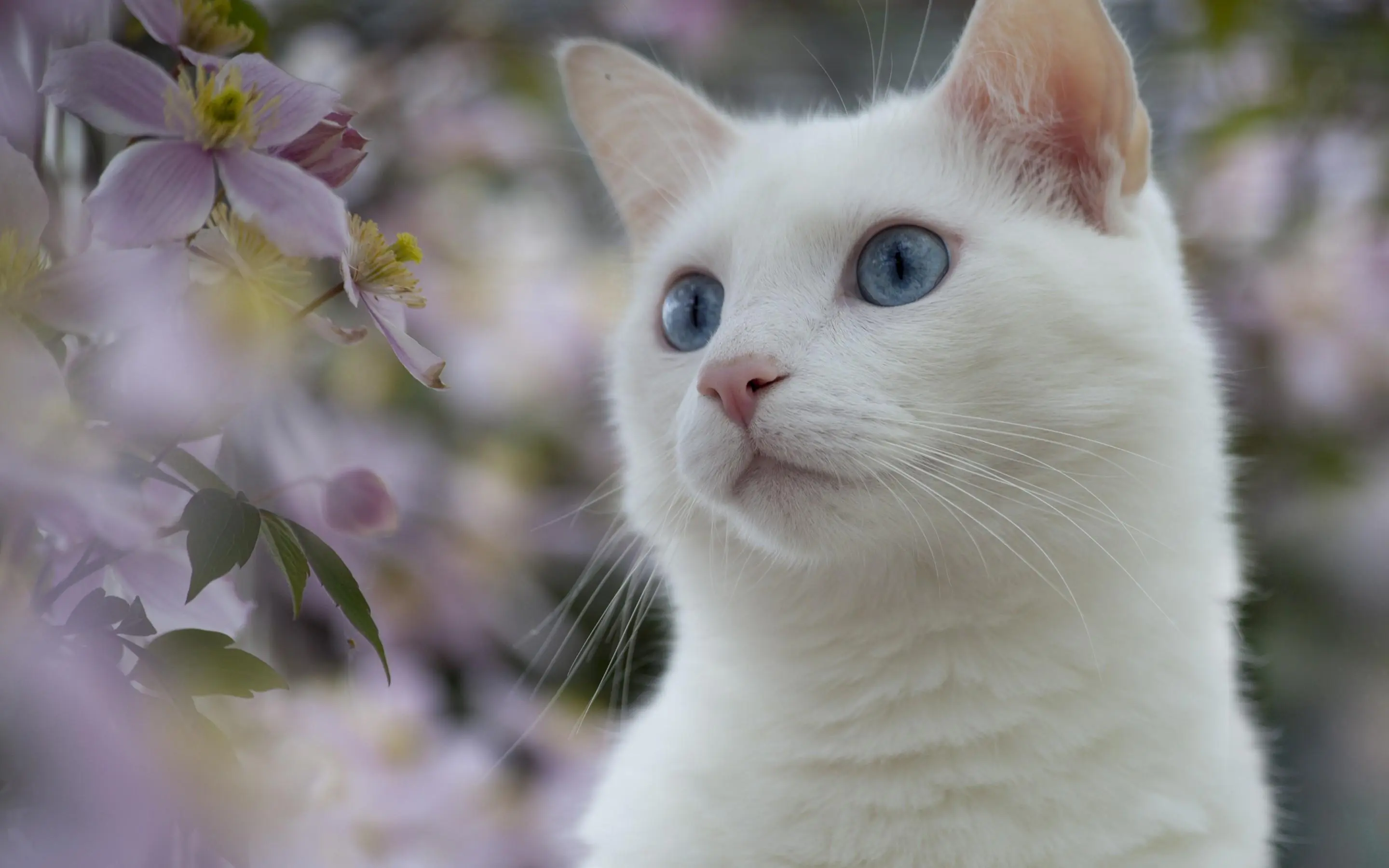 White cats wallpaper 8