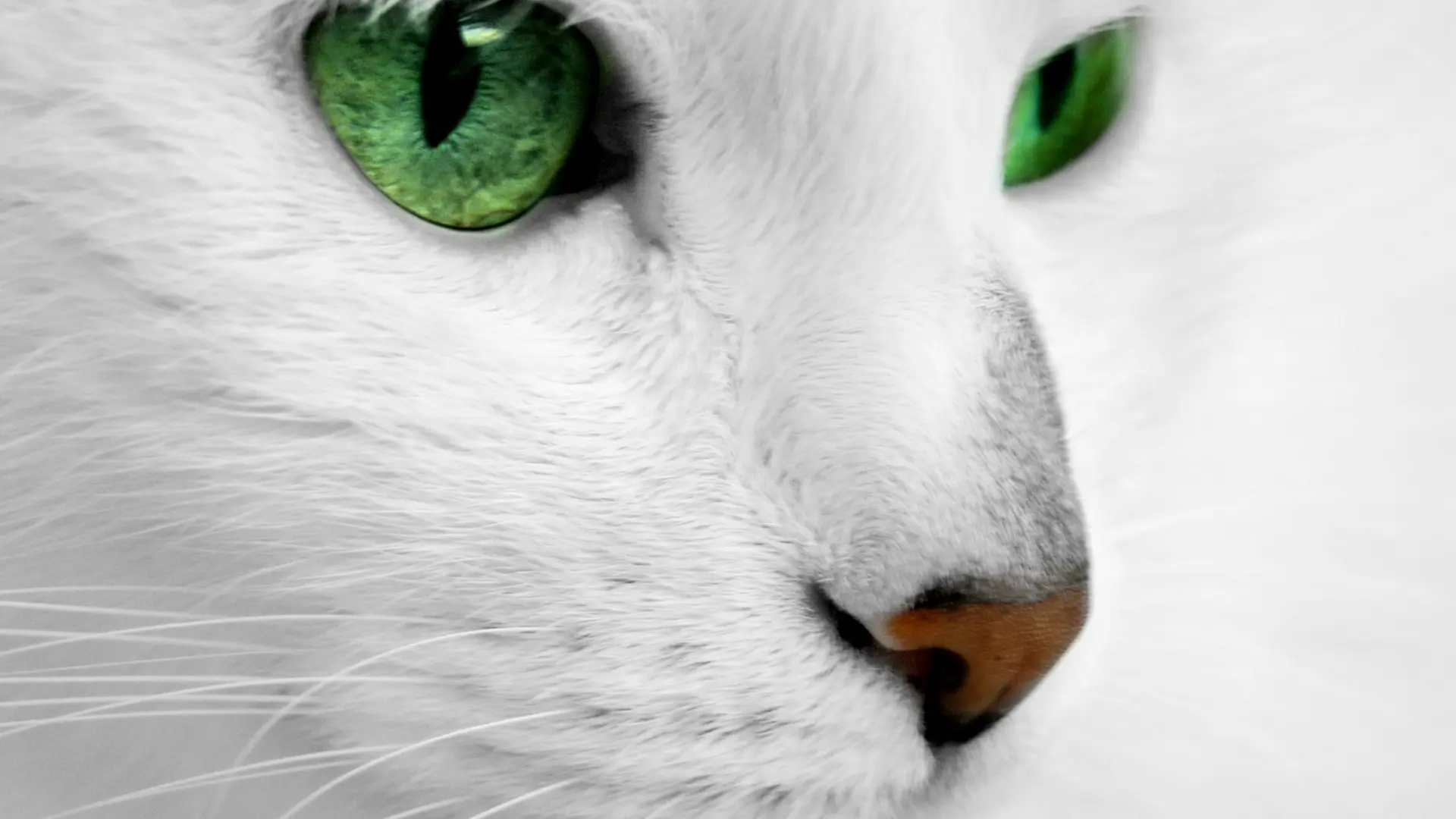 White cats wallpaper 9