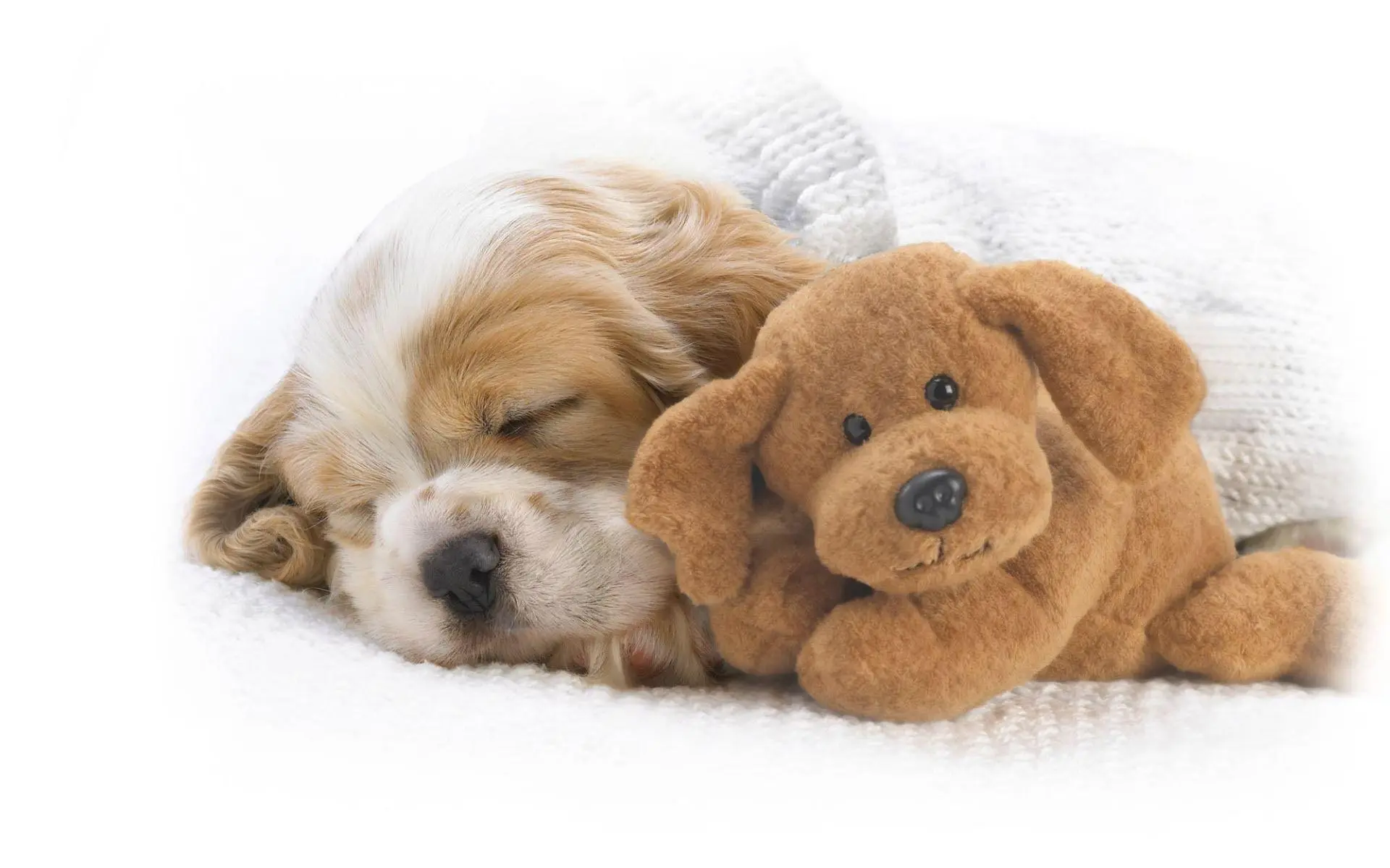 Baby Dog wallpaper 1