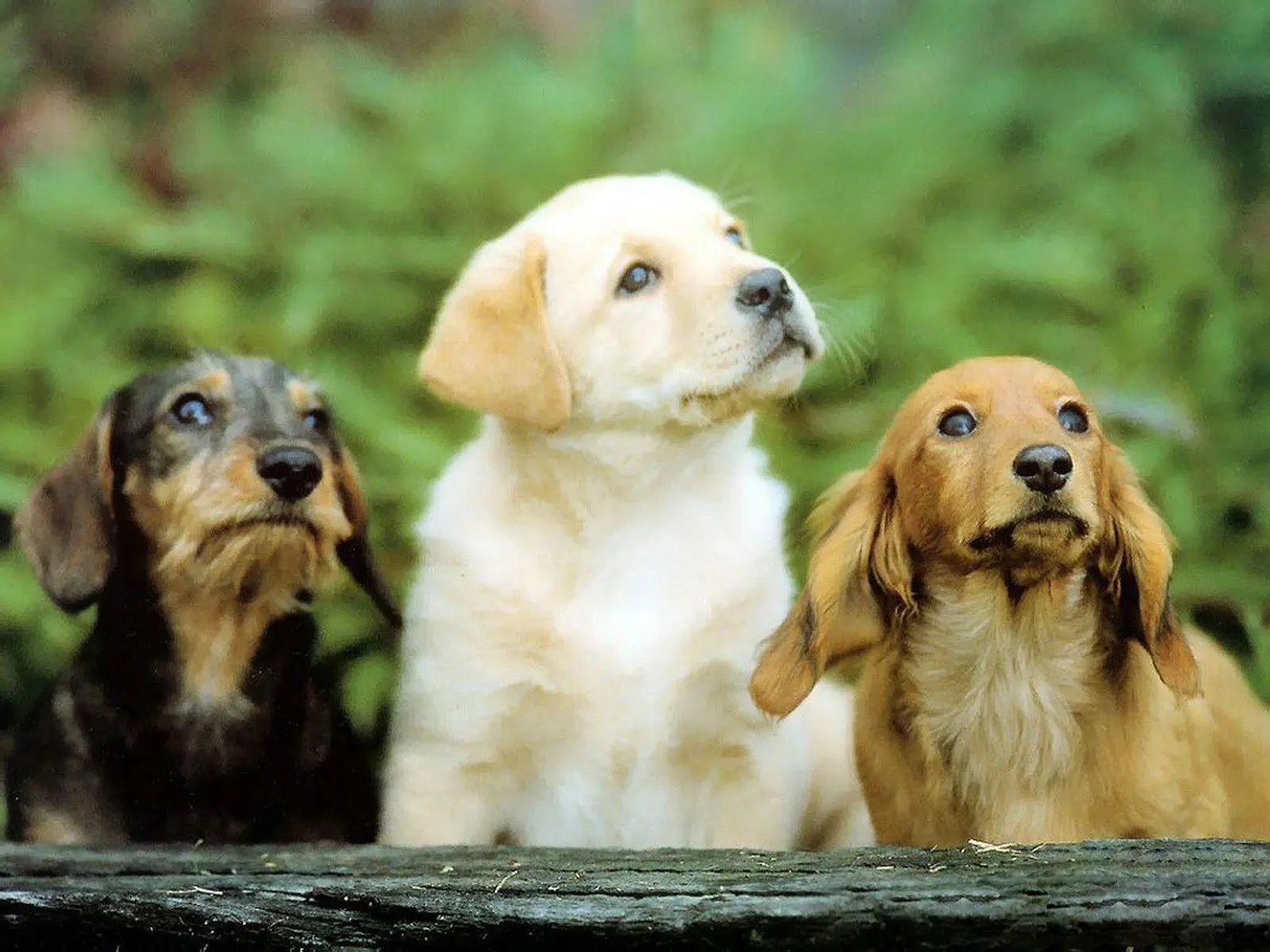 Baby Dog wallpaper 10