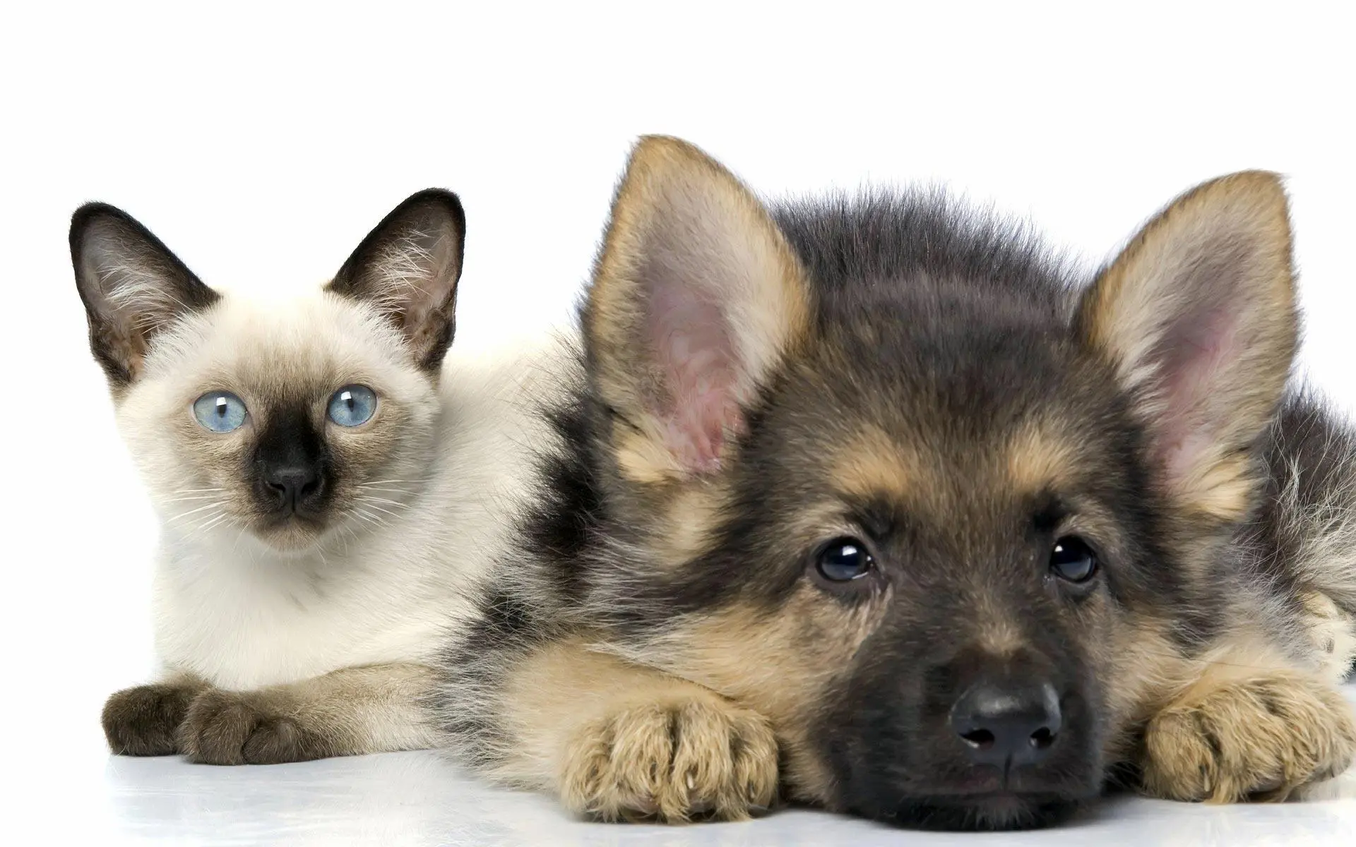 Baby Dog wallpaper 12
