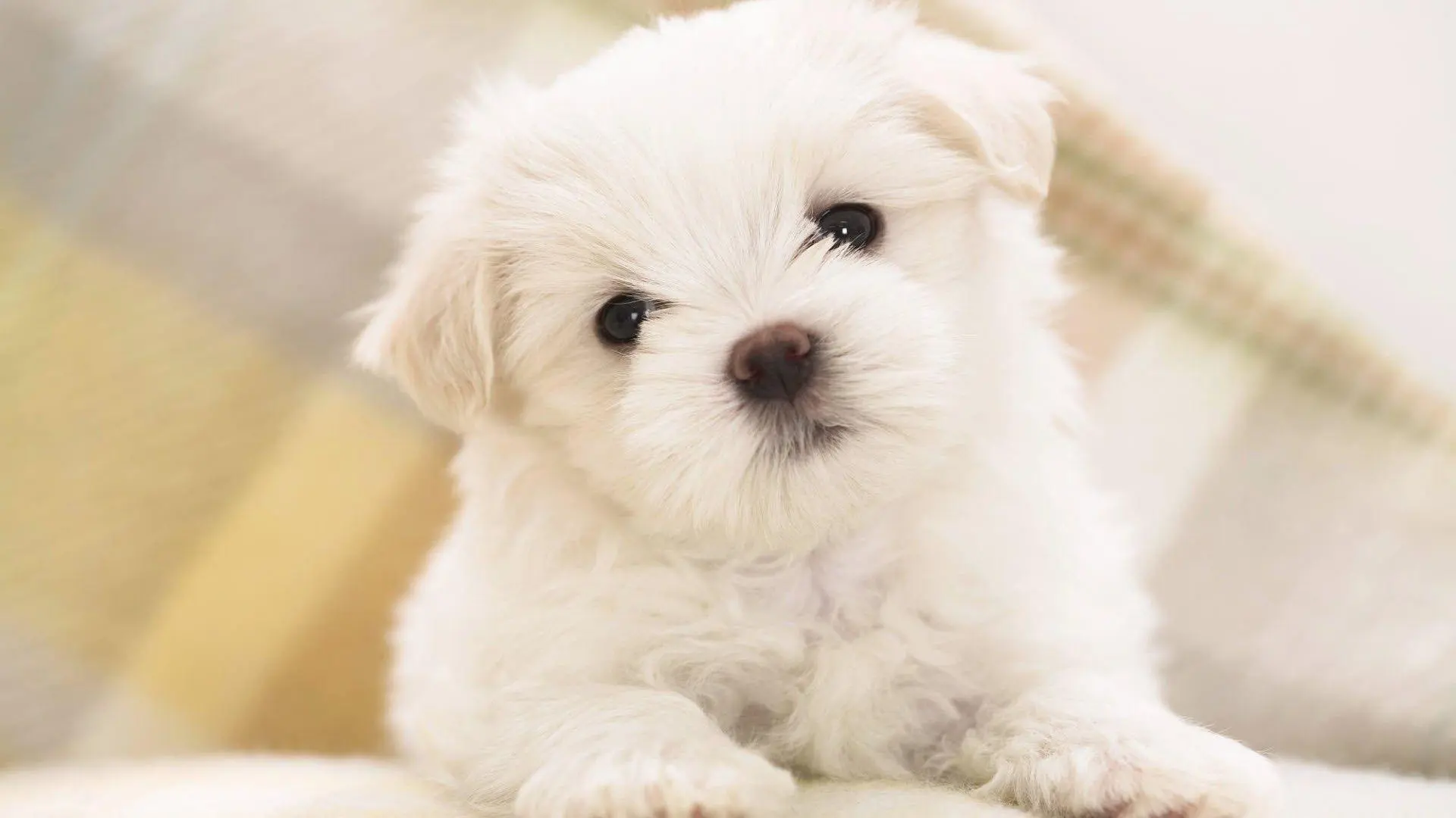 Baby Dog wallpaper 13