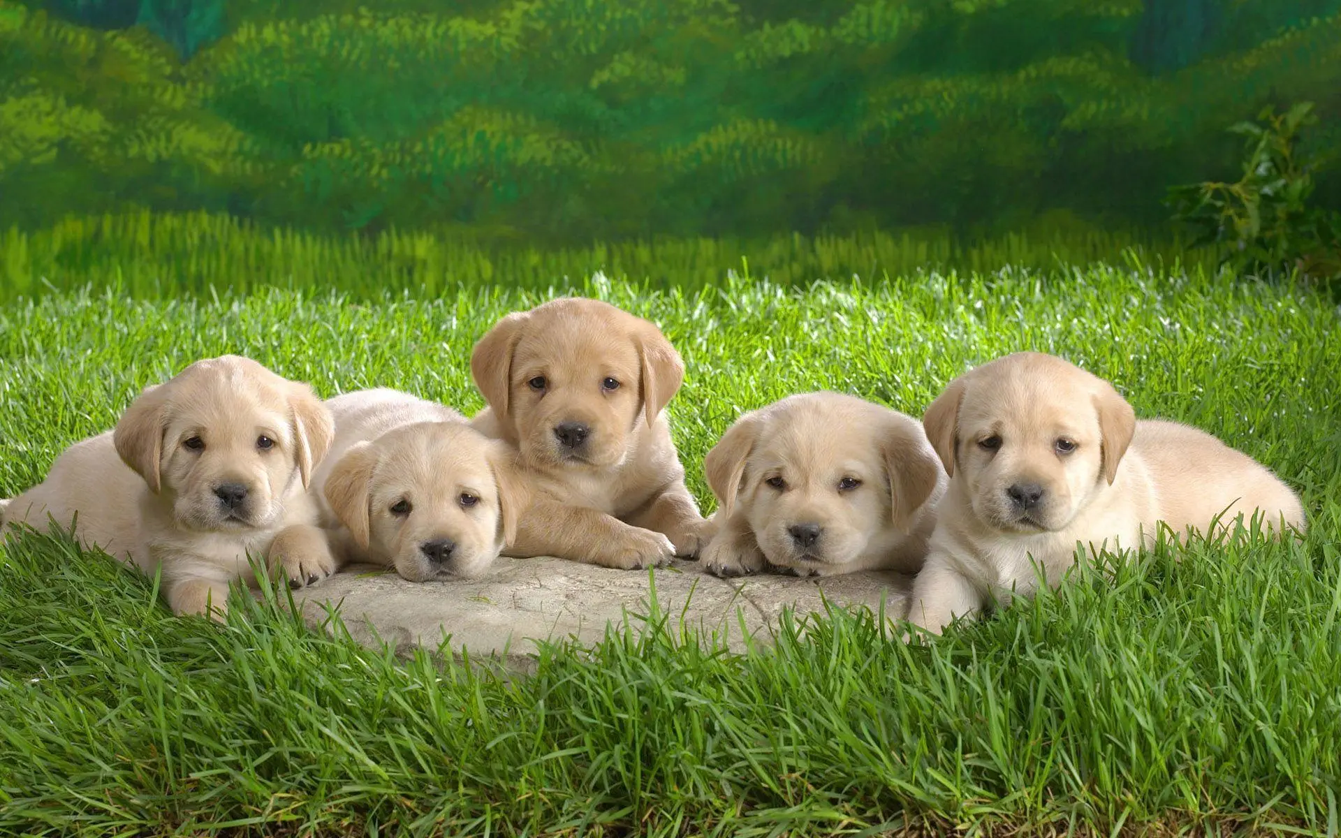 Baby Dog wallpaper 14