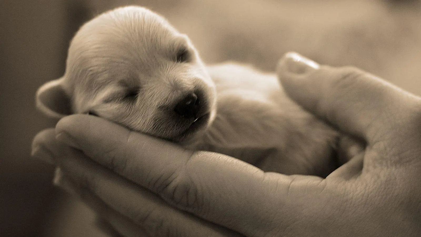 Baby Dog wallpaper 15