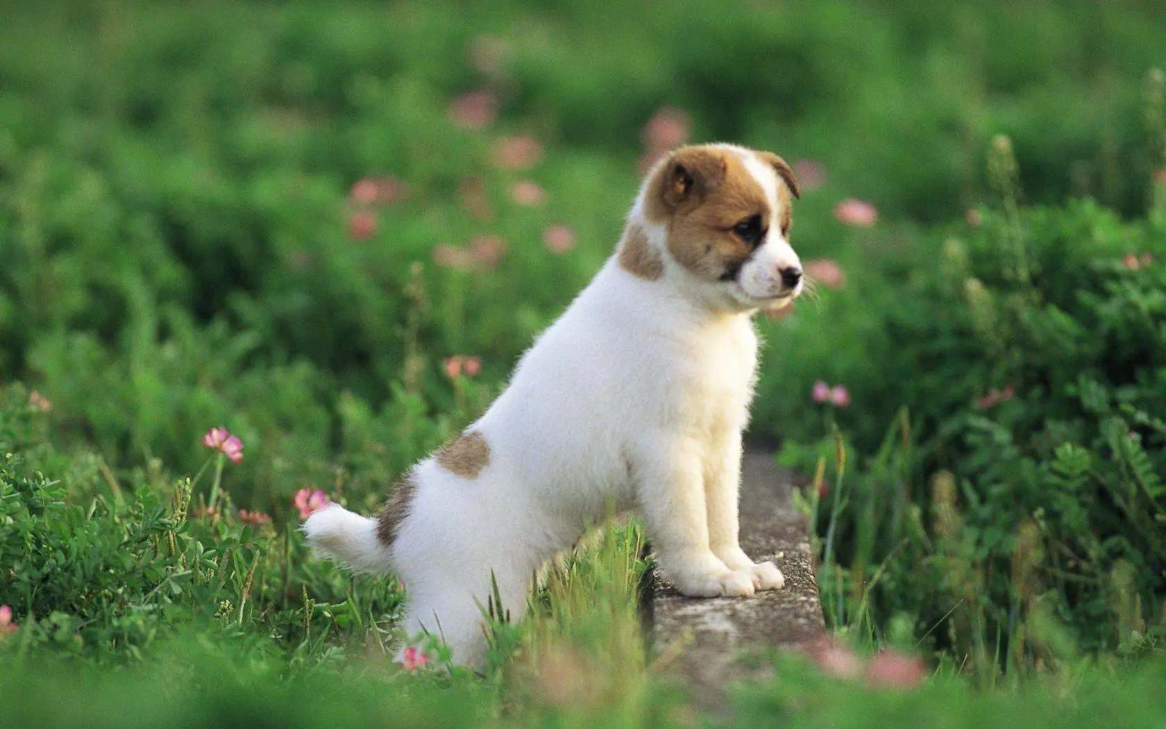 Baby Dog wallpaper 17