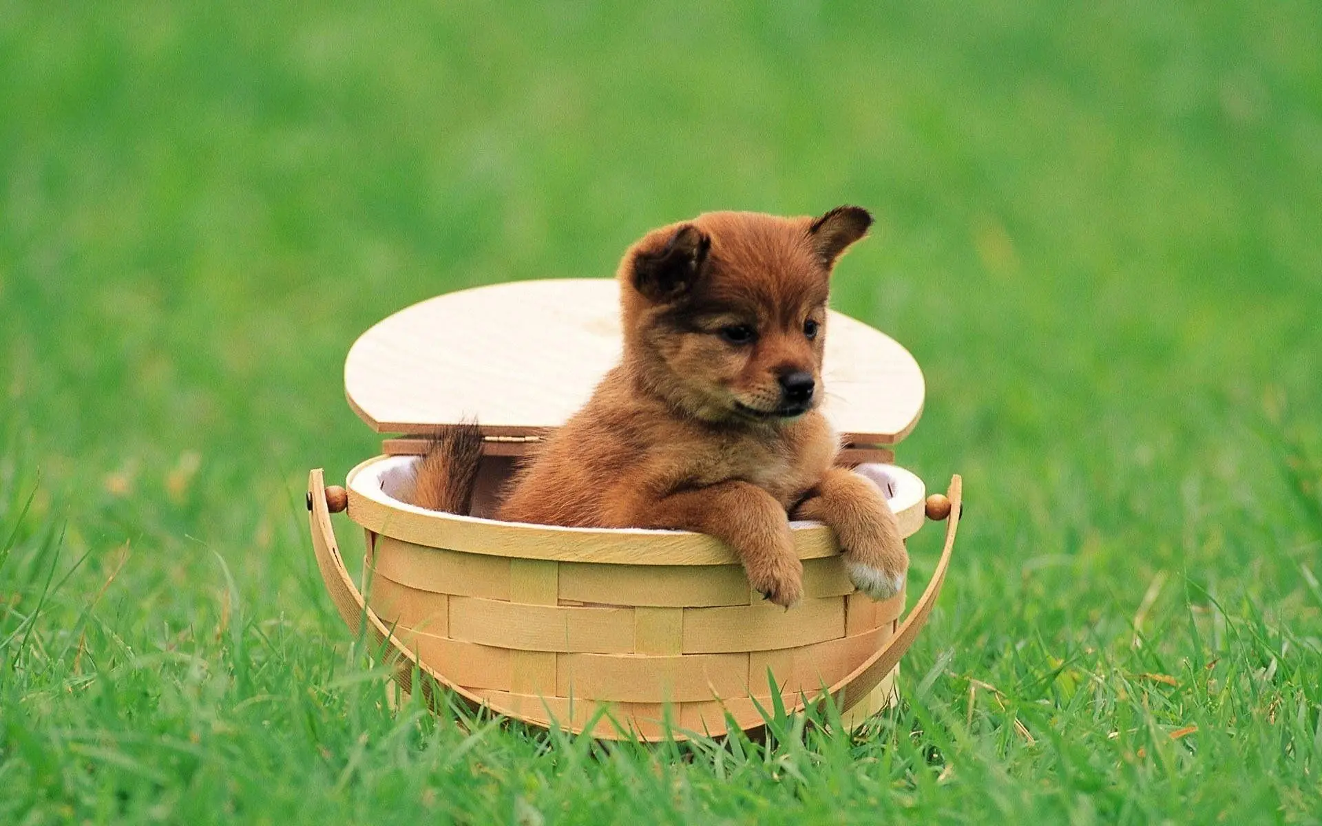 Baby Dog wallpaper 18