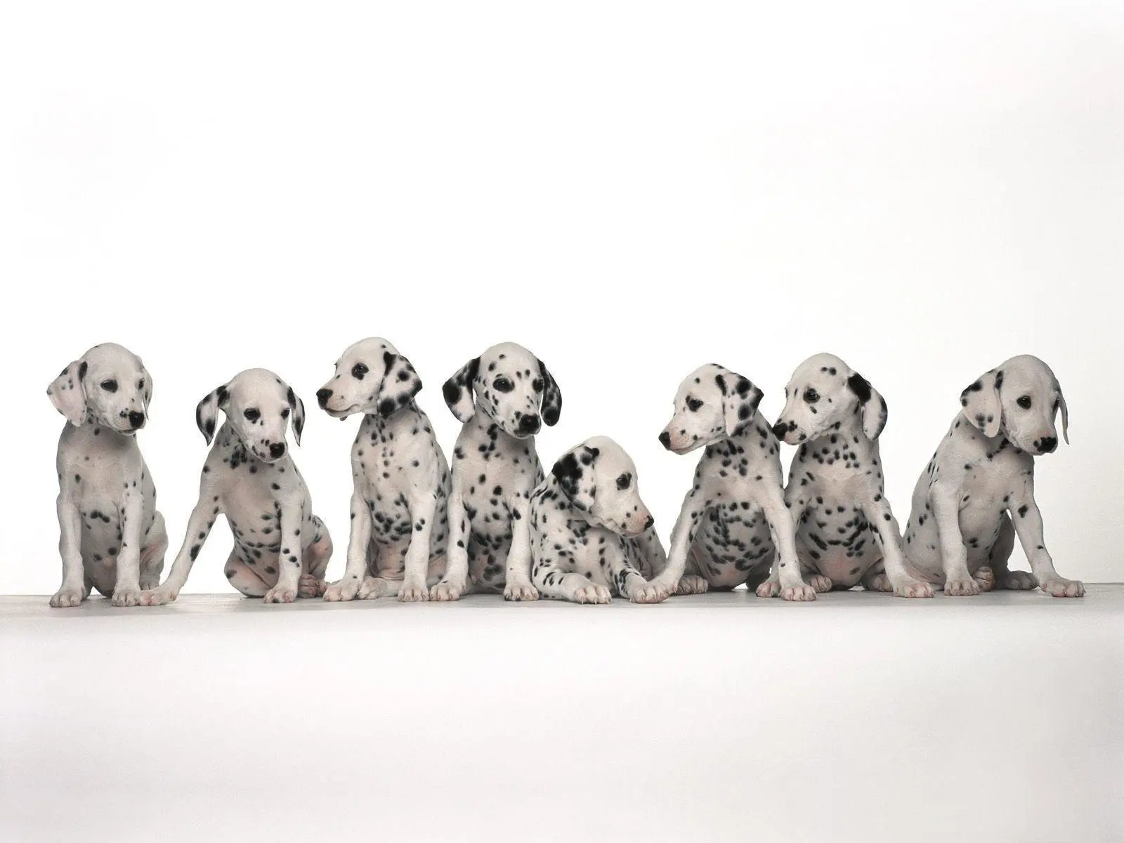 Baby Dog wallpaper 19