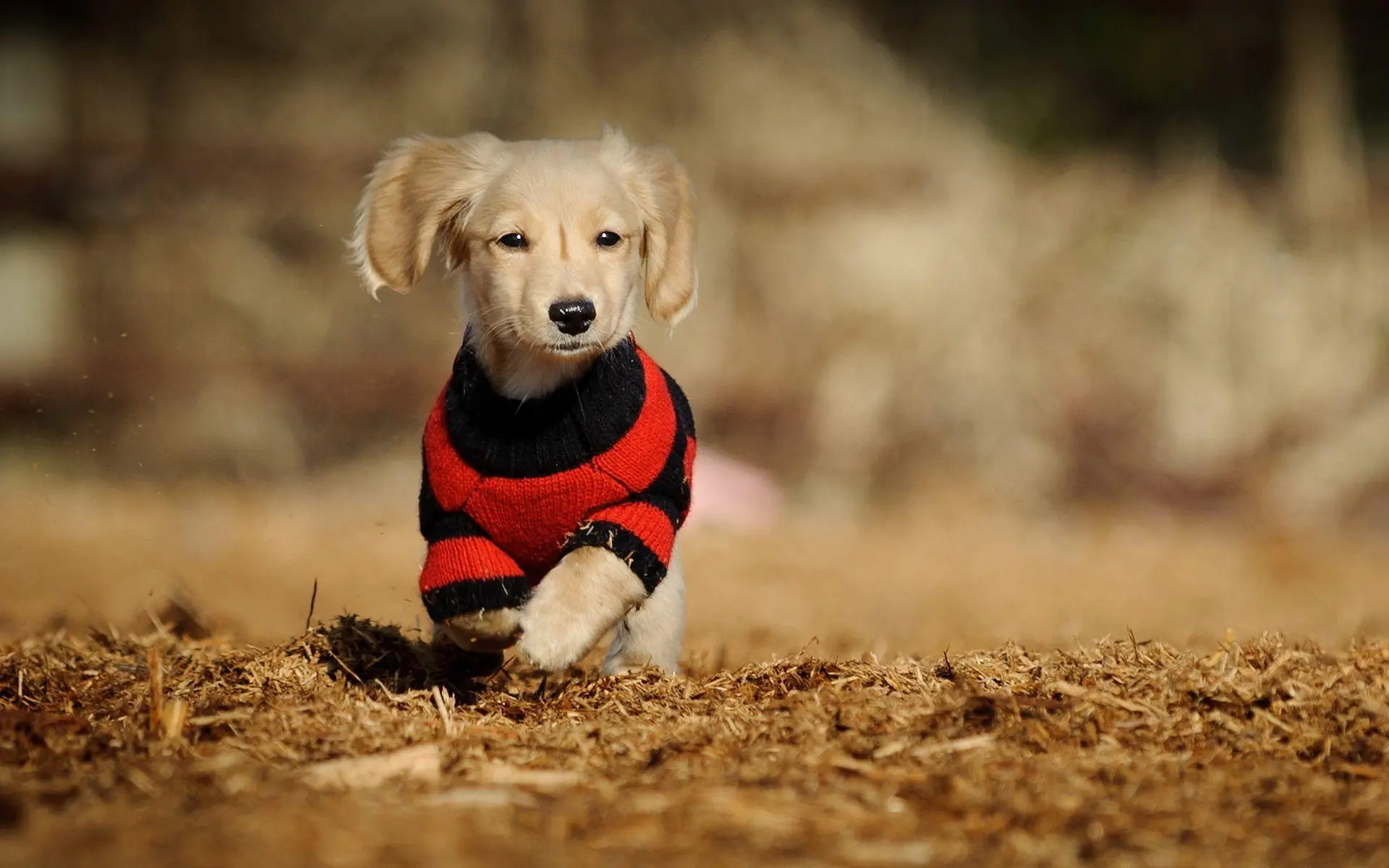 Baby Dog wallpaper 20