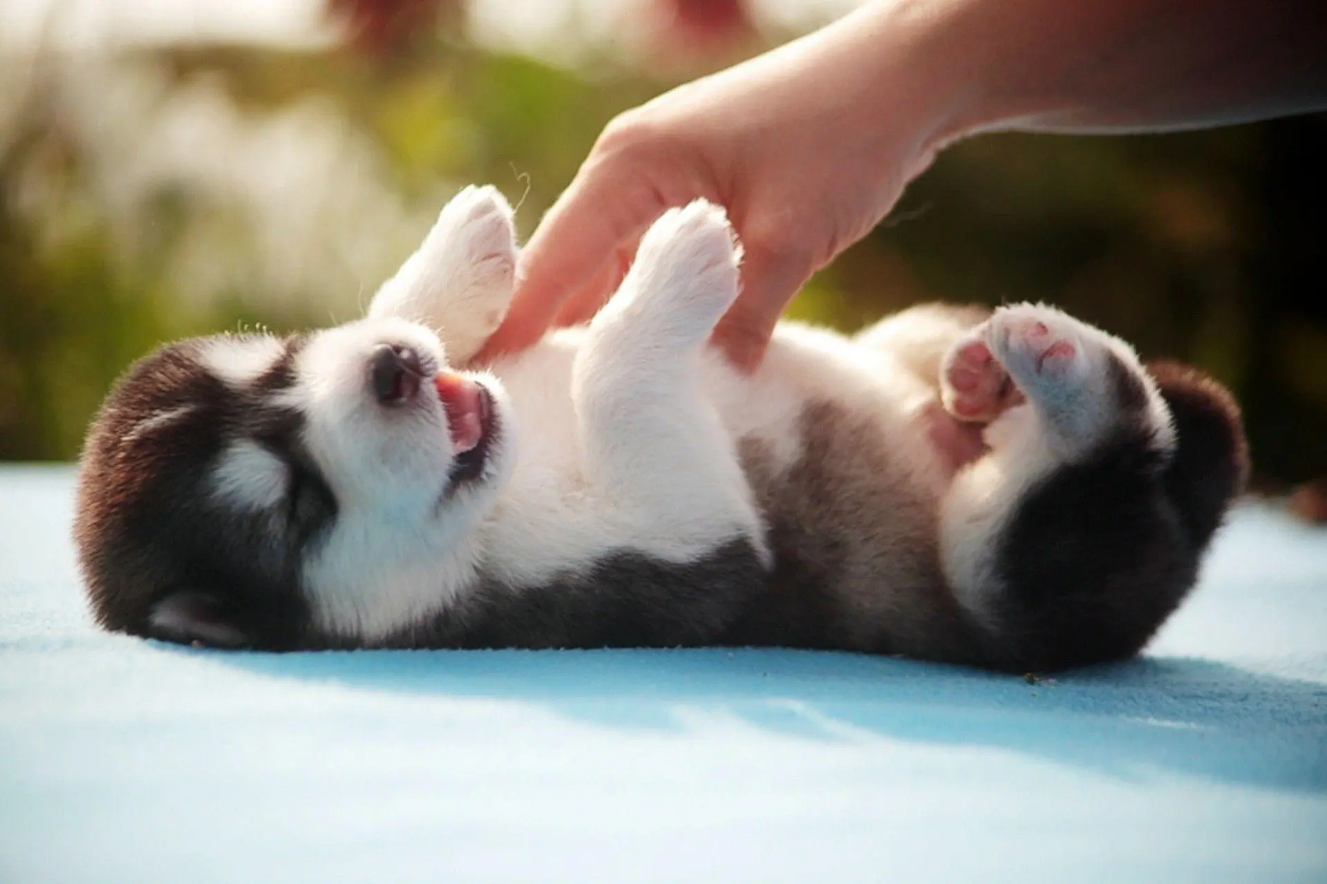 Baby Dog wallpaper 21