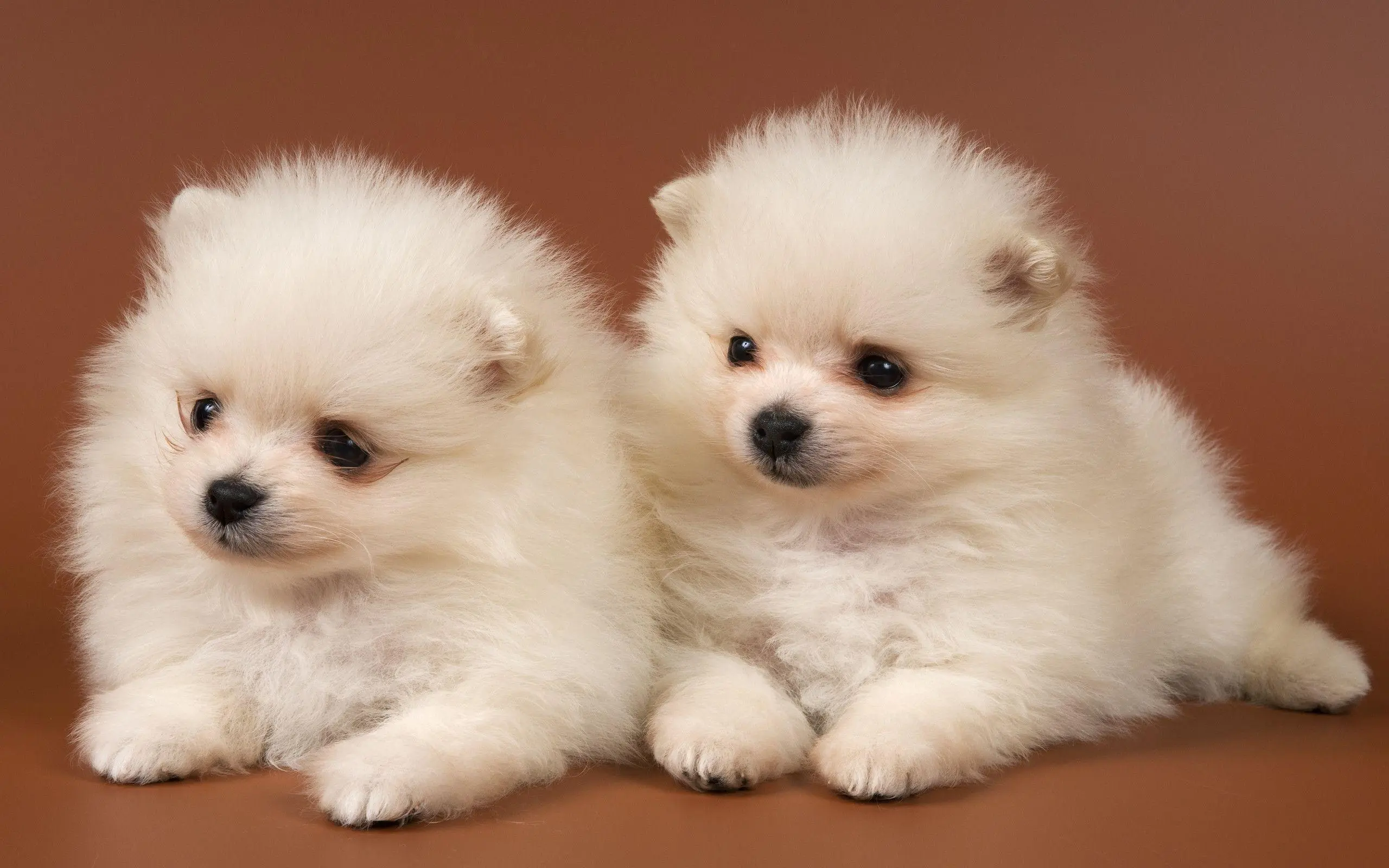 Baby Dog wallpaper 4