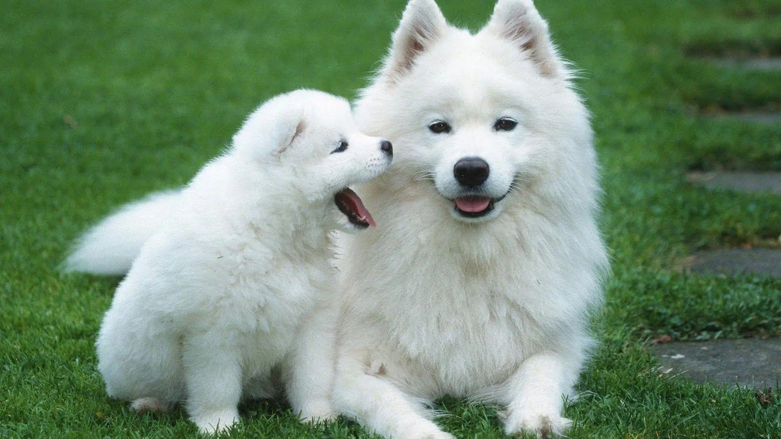 Baby Dog wallpaper 5