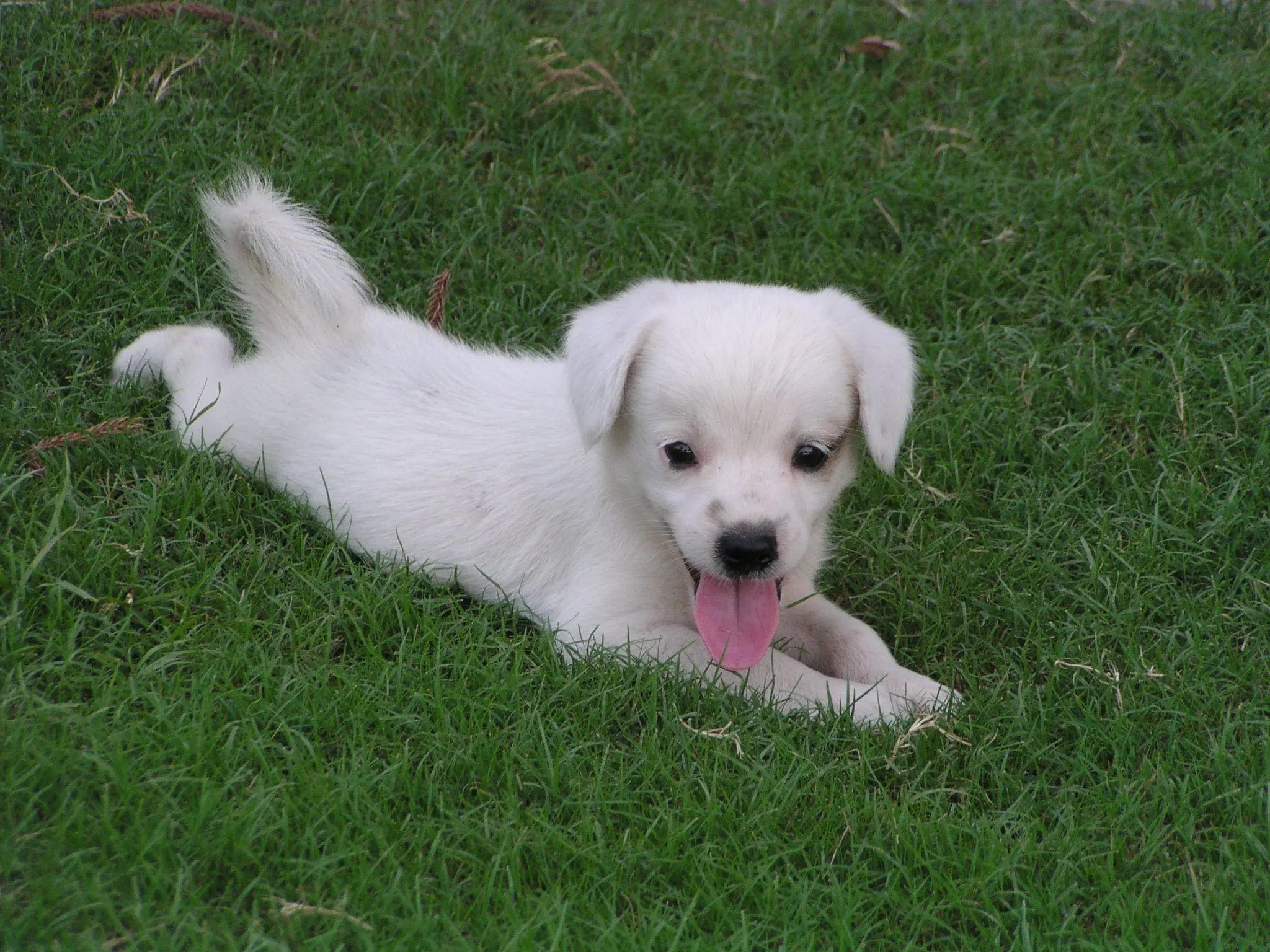 Baby Dog wallpaper 6