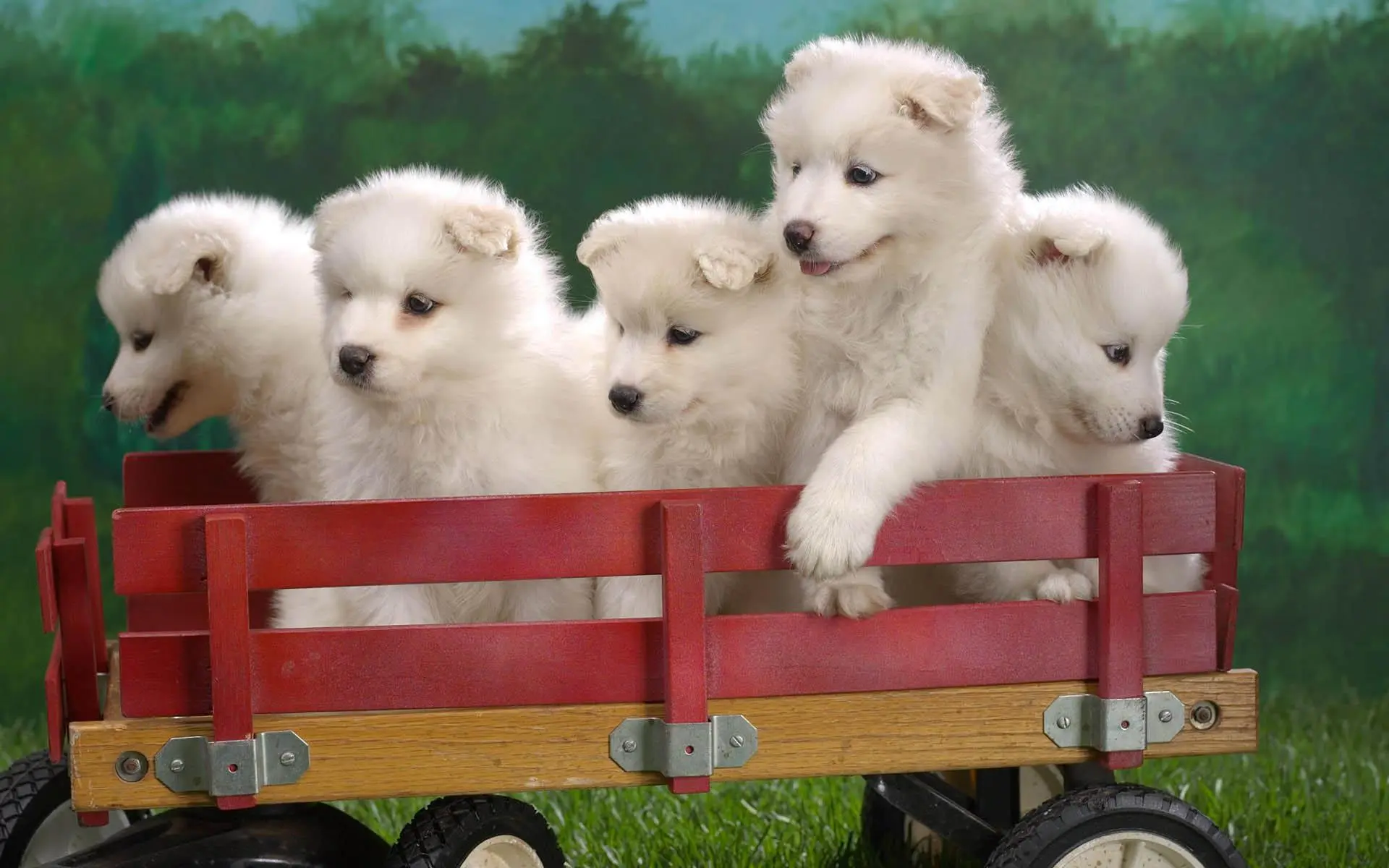 Baby Dog wallpaper 7