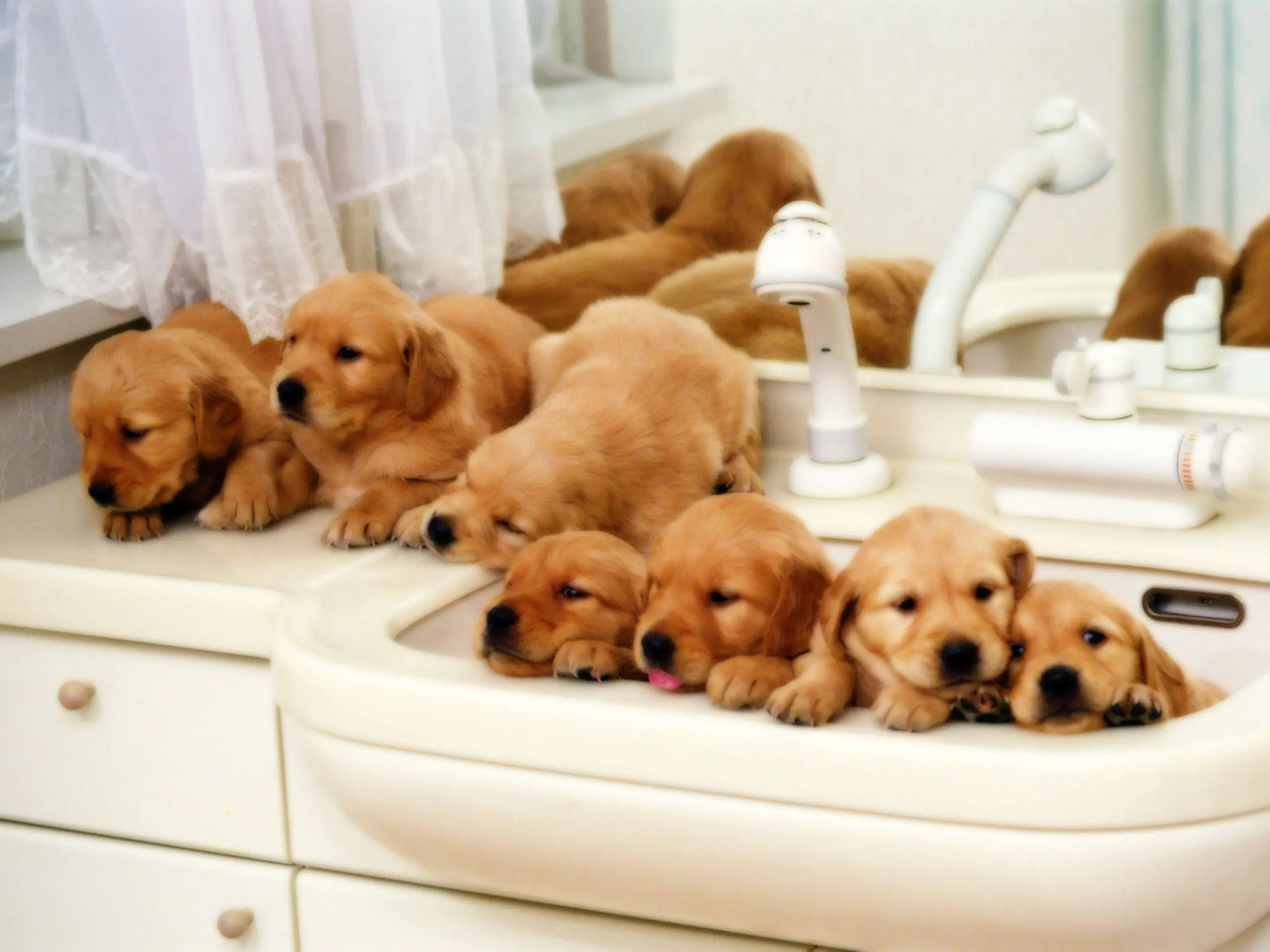 Baby Dog wallpaper 8