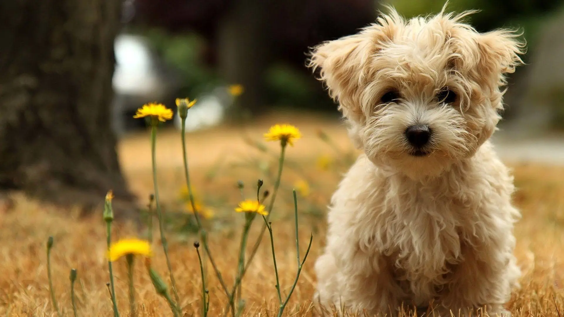 Baby Dog wallpaper 9