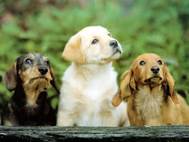 Baby Dog wallpaper 10