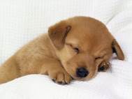 Baby Dog wallpaper 11
