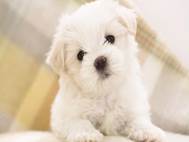 Baby Dog wallpaper 13