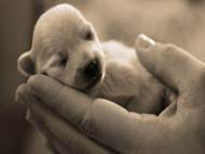 Baby Dog wallpaper 15